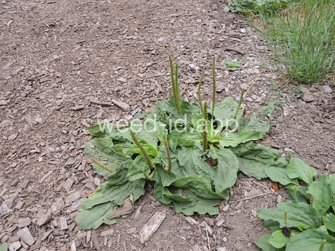 plantain, broadleaf